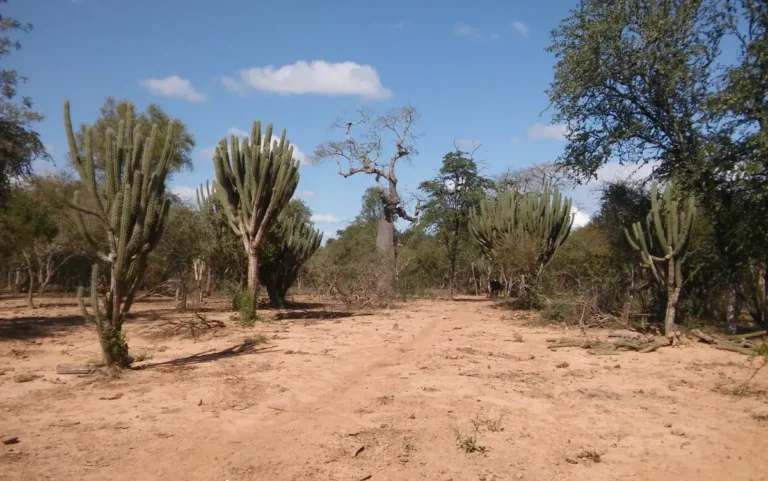 Cobertura vegetal como indicador de degradación ambiental