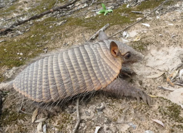 Fauna nativa del Chaco semiárido: relevamiento en Ing. Juárez (Formosa)