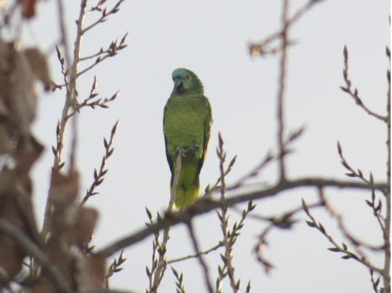 Informe técnico de la fauna nativa de Ing. Juárez – Formosa